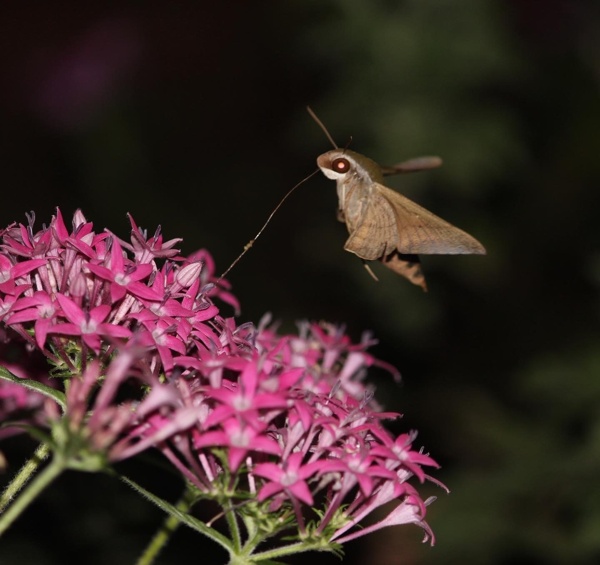 Hawk-Moth
