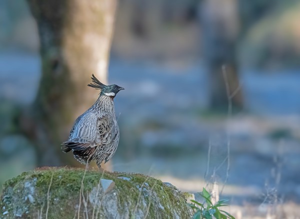 The Koklass Pheasant Unveiling its Habitat