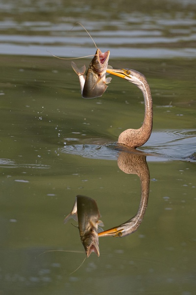 Darter with Reflection
