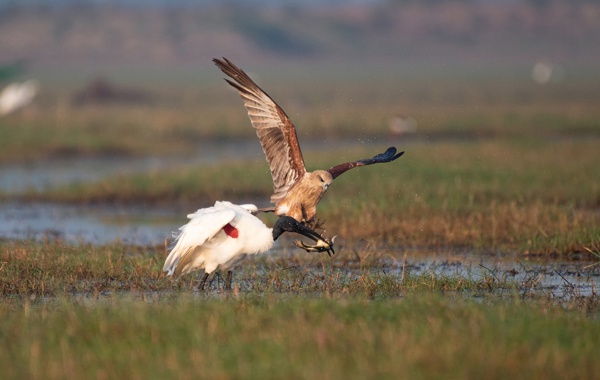 The Hunter and the snatcher