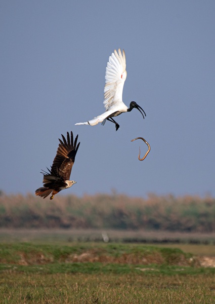 Three Species in the Sky