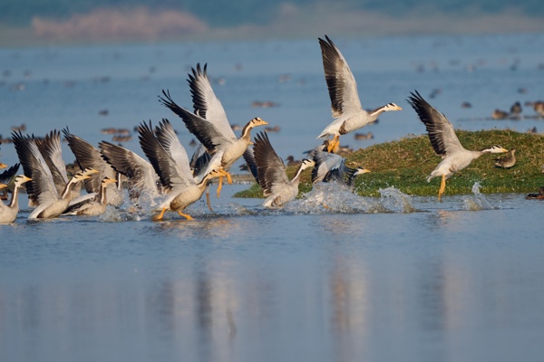 Flying Flock