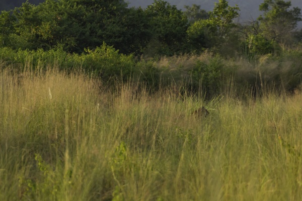 Camouflaged Tiger in Grassland is hunting stalking Chital