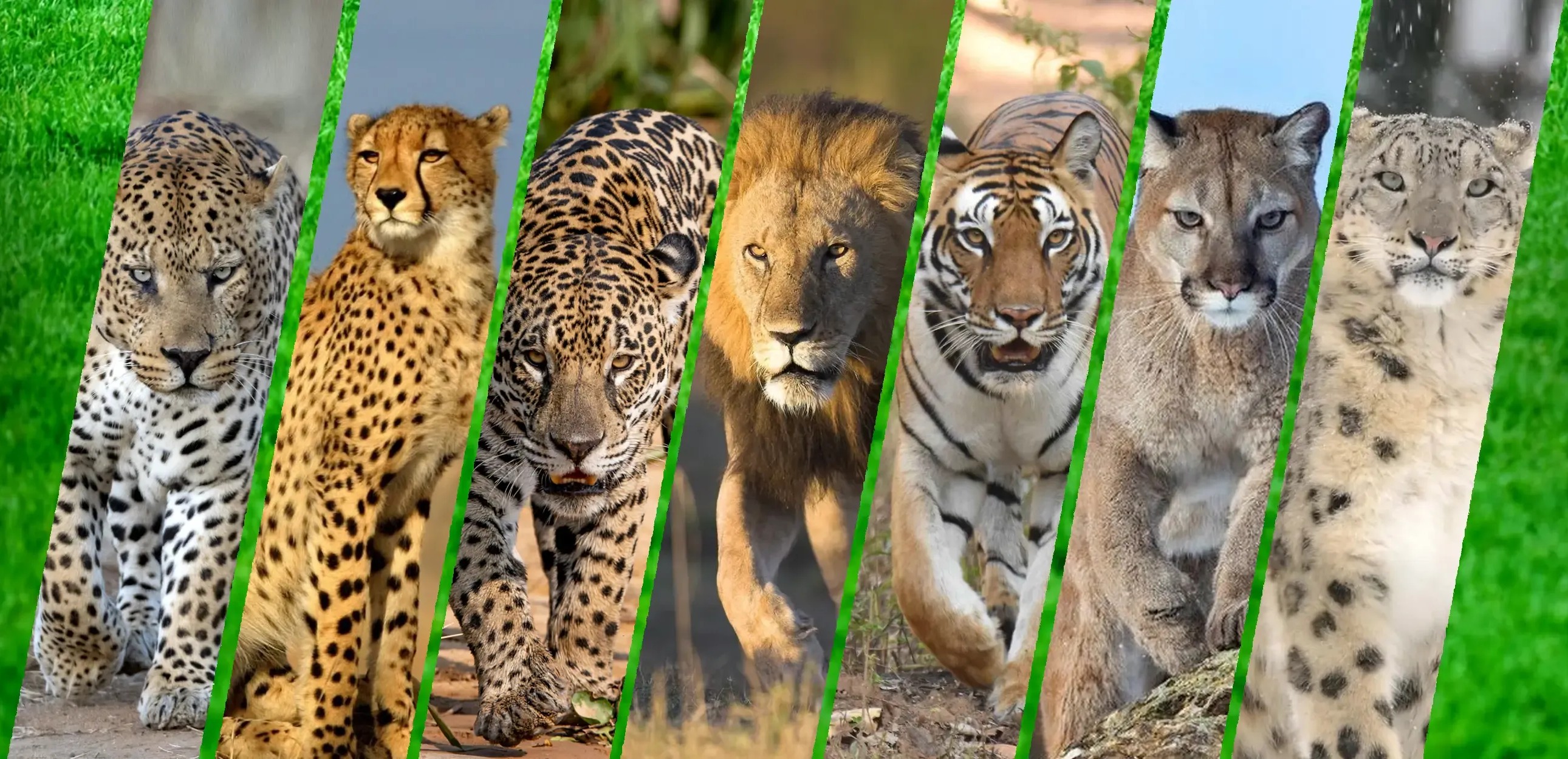 The Seven Big Cats