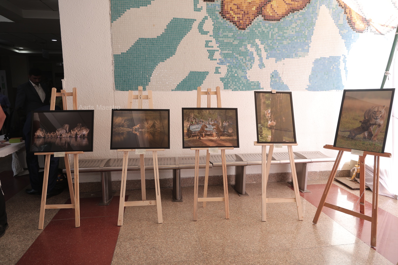 Award-winning big cat photographs displayed at the exhibition