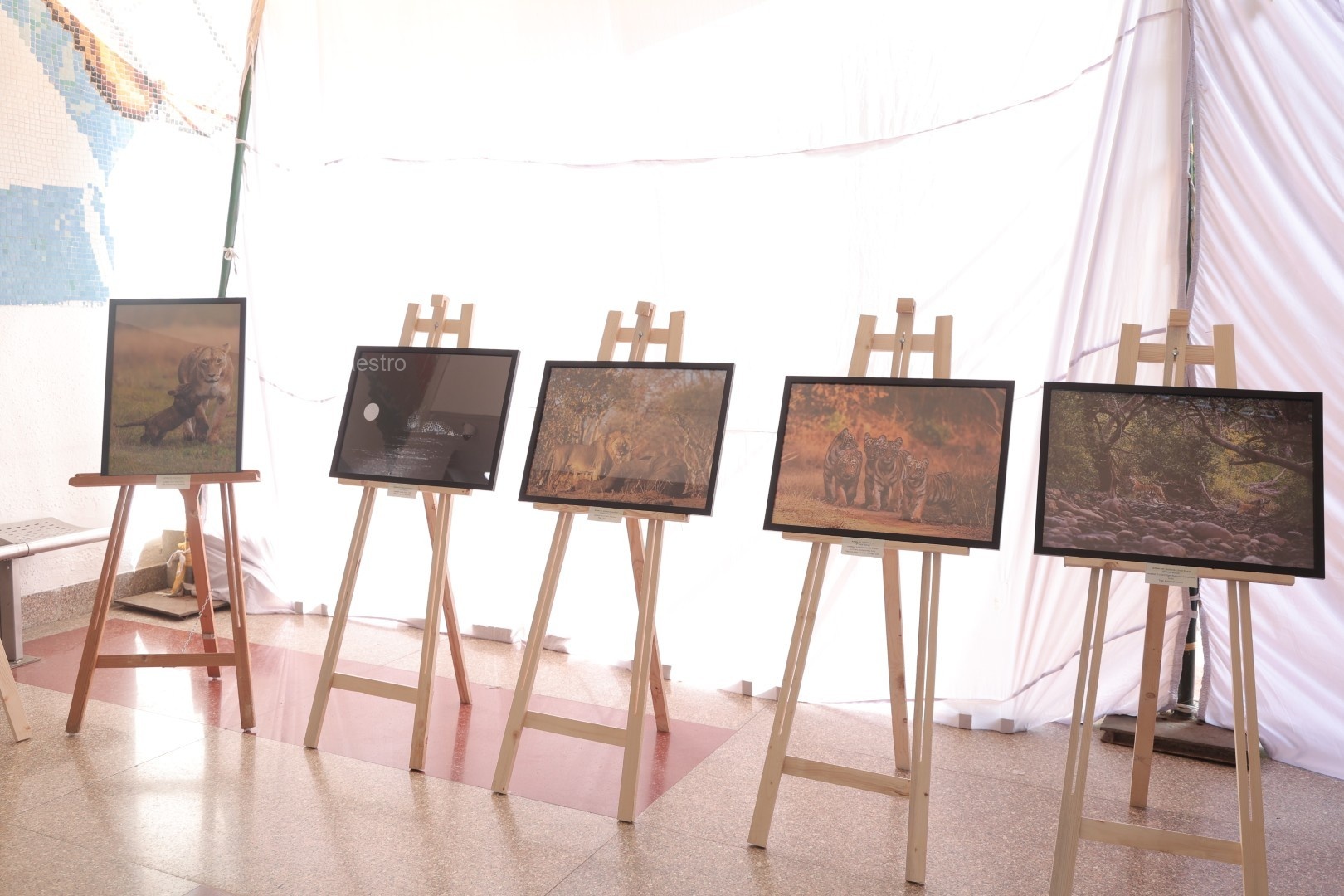 Award-winning big cat photographs displayed at the exhibition