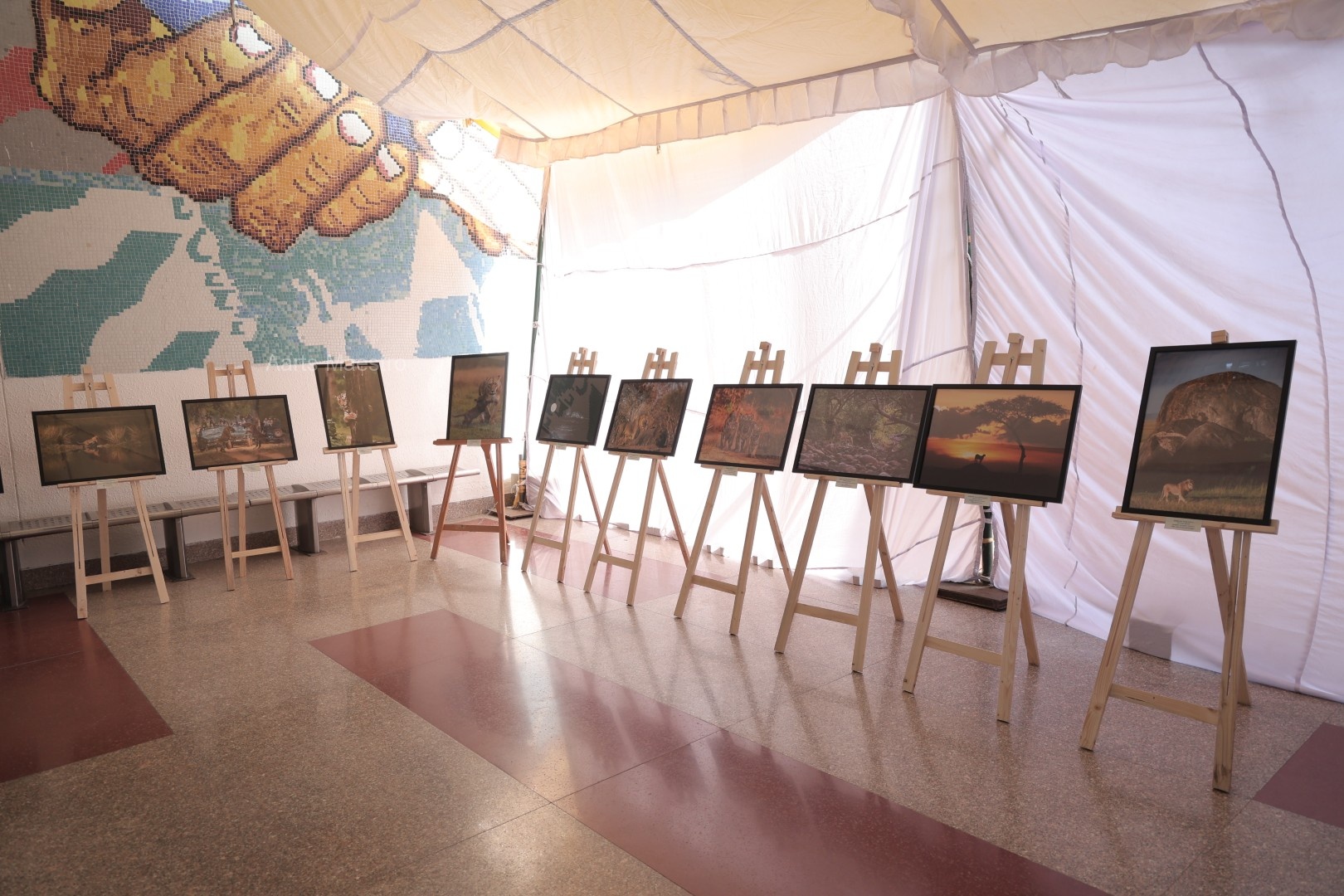 Complete display of award-winning big cat photographs at the exhibition